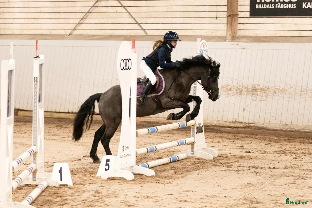 Allround hästar till salu: Superfint sto i Horred - Annons 5