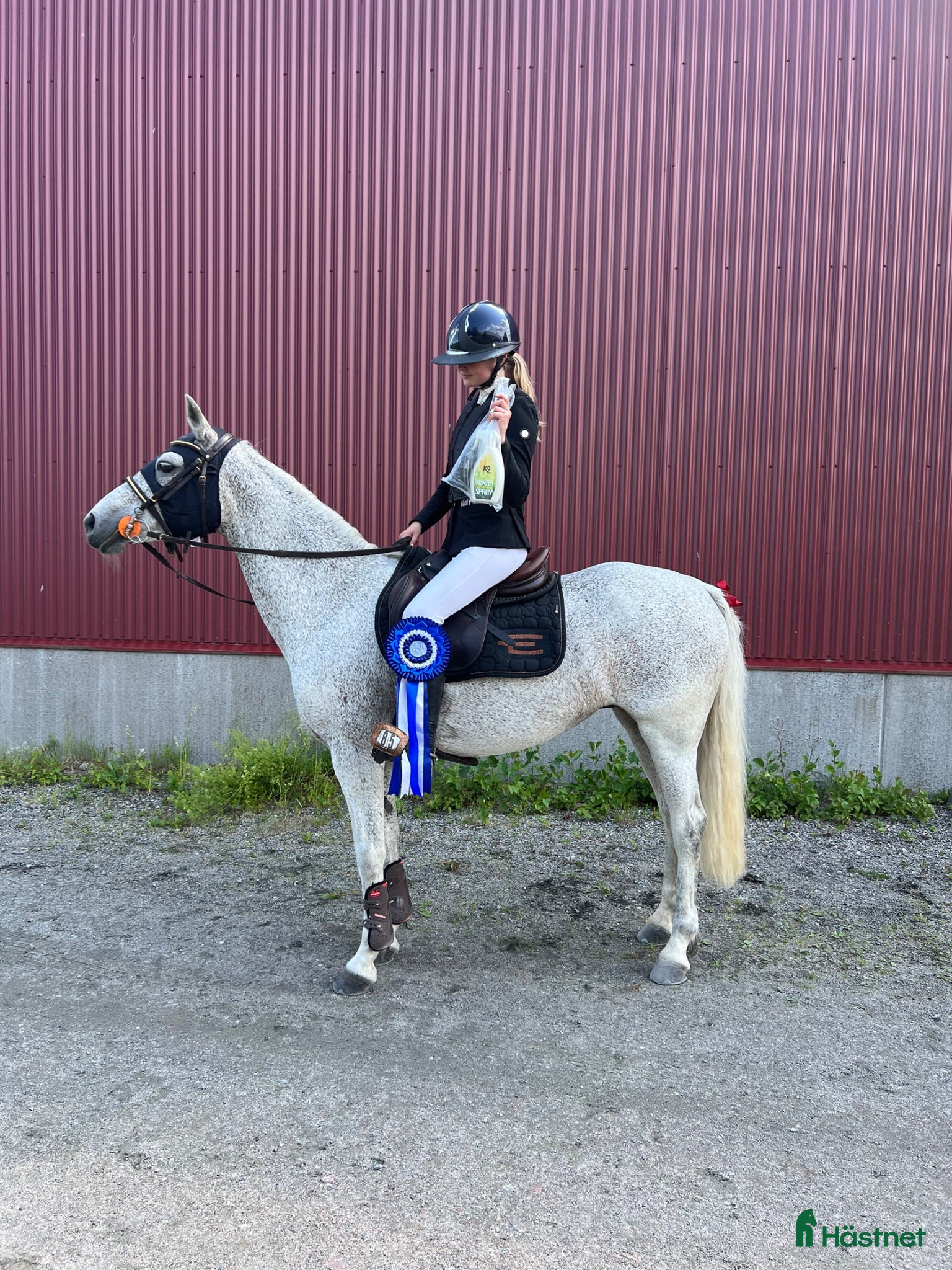  hästar Perfekt bästavän att ha roligt med  - Annons 1