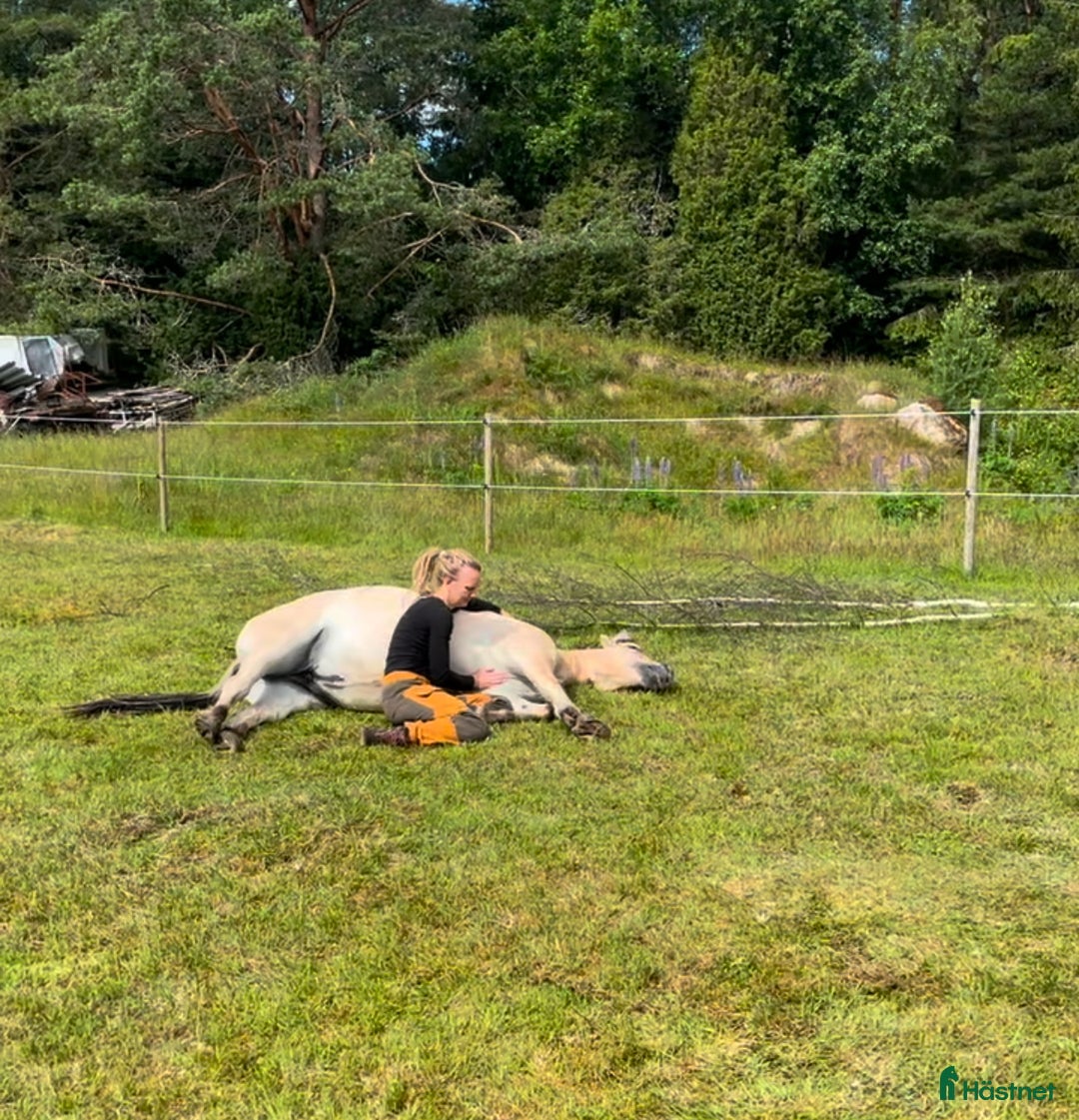  stallplats finnes: Lösdrift Tenhult i Tenhult - Annons 2