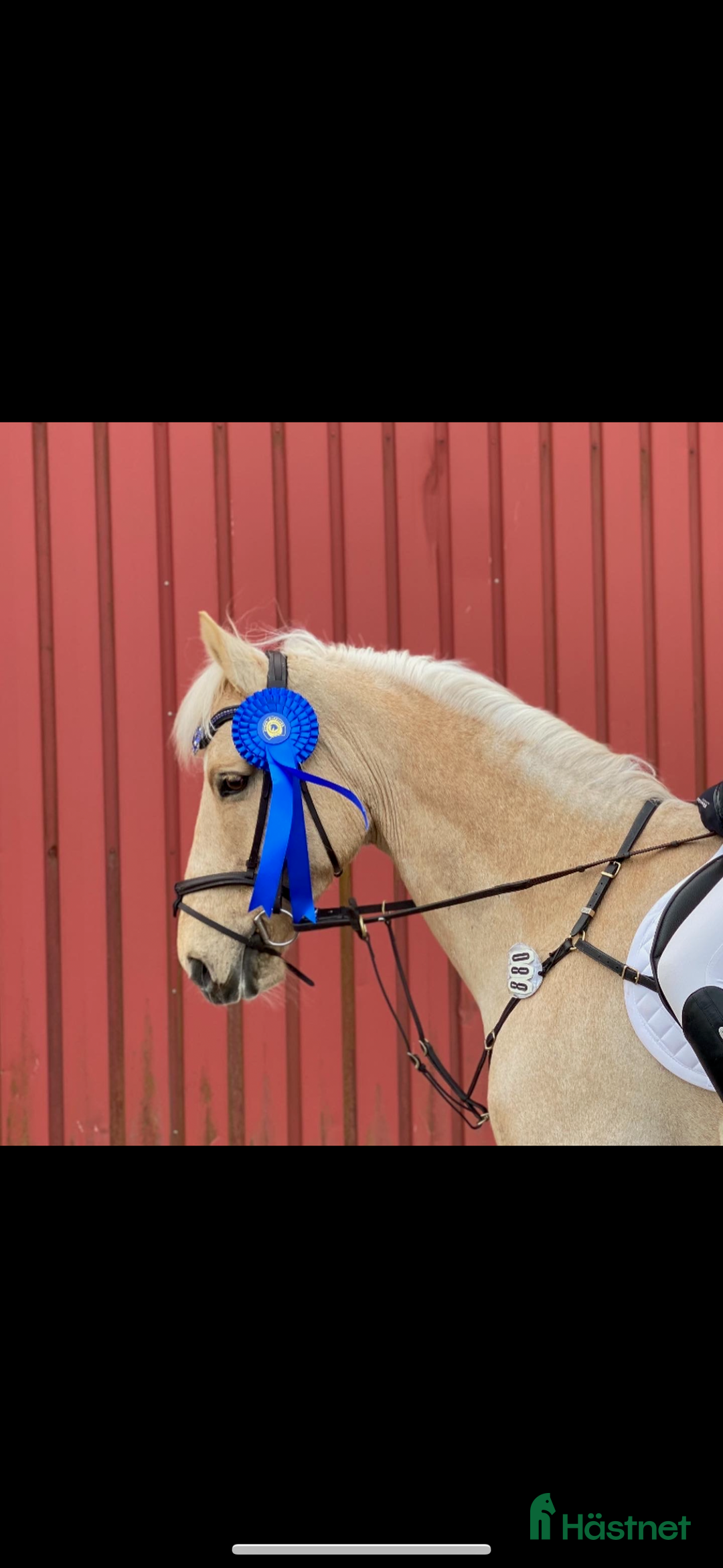 Allround hästar till salu: Cool Läromästare i Lidingö - Annons 9