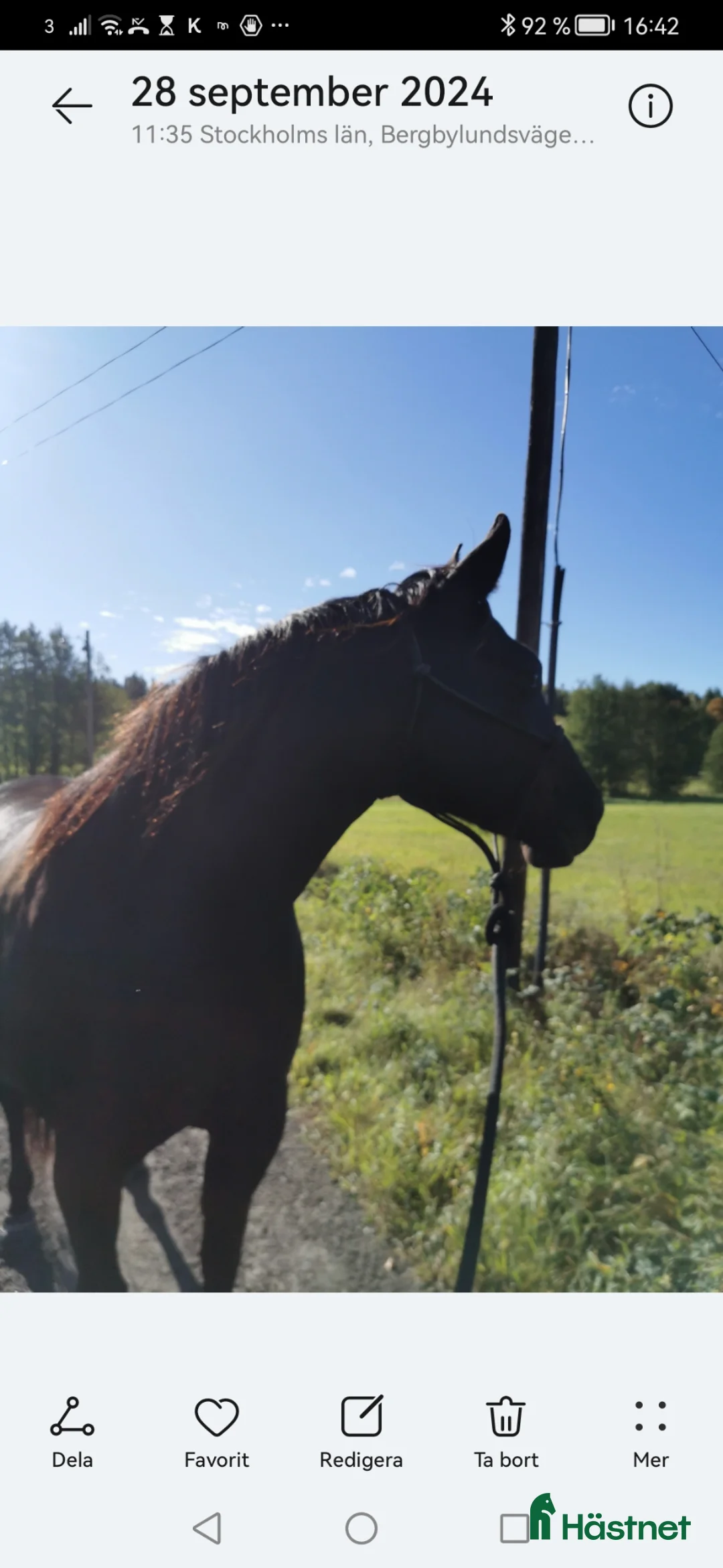 Western hästar till salu: Svart Quarter sto 9 år i Bergshamra - Annons 2