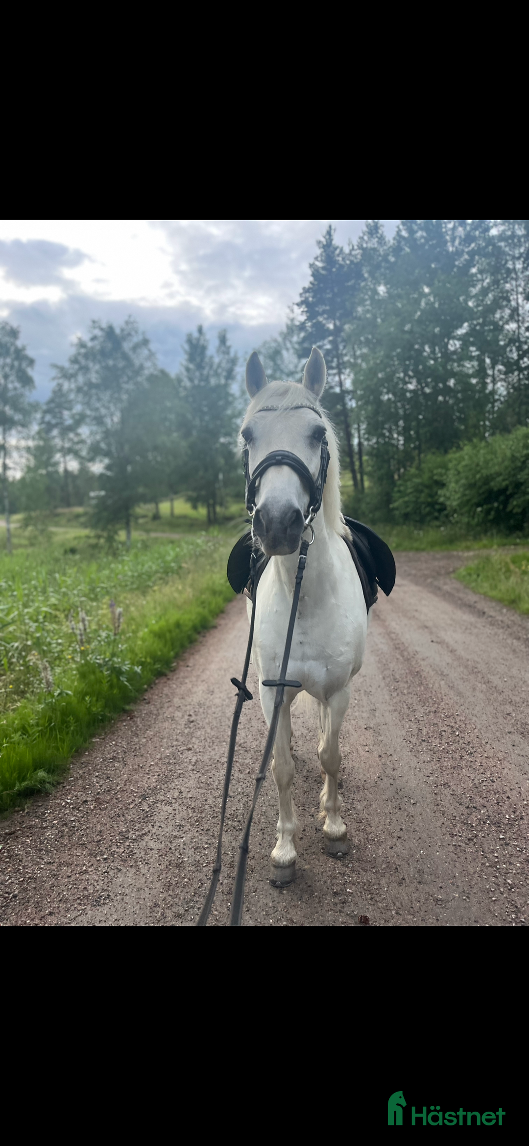 Allround hästar till salu: Allroundponny maxad C i Årjäng - Annons 4