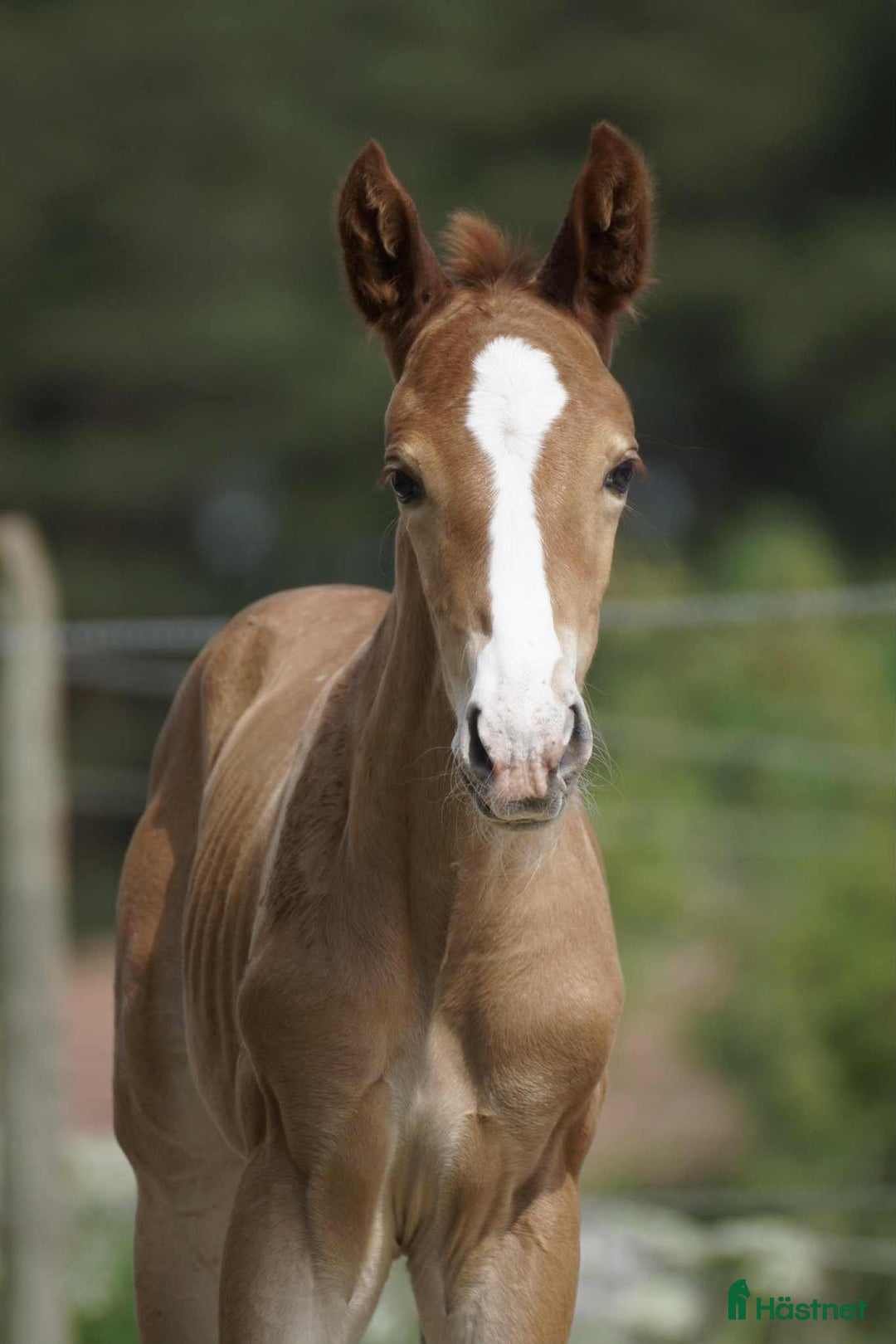 Hoppning hästar till salu: Välstammat föl med utstrålning i Norrköping - Annons 1