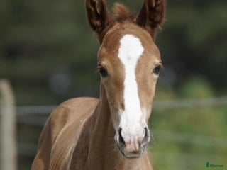 hästar Välstammat föl med utstrålning i Norrköping - Annons 8