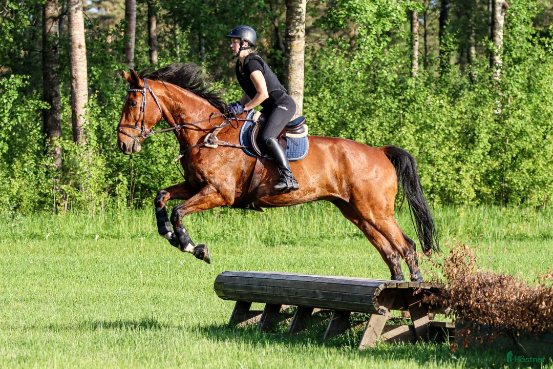  medryttarhäst sökes: Medryttarhäst sökes i Nyköping  i Nyköping - Annons 1