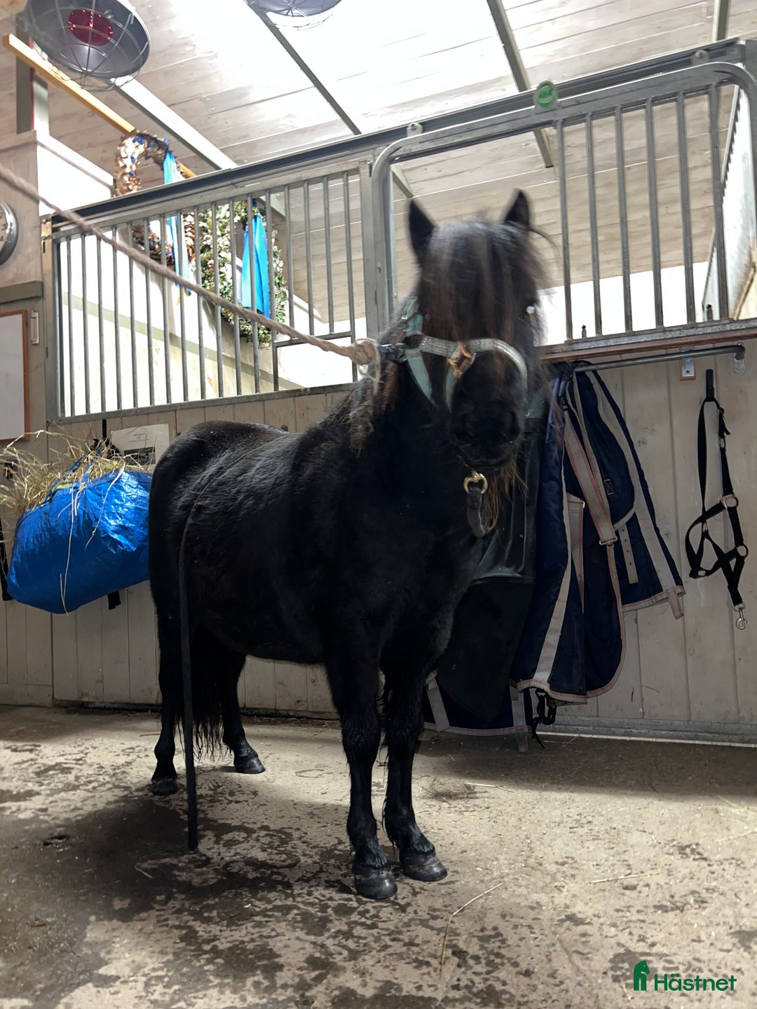 Trav hästar till salu: Fin tvååring till trav i Trångsviken - Annons 3