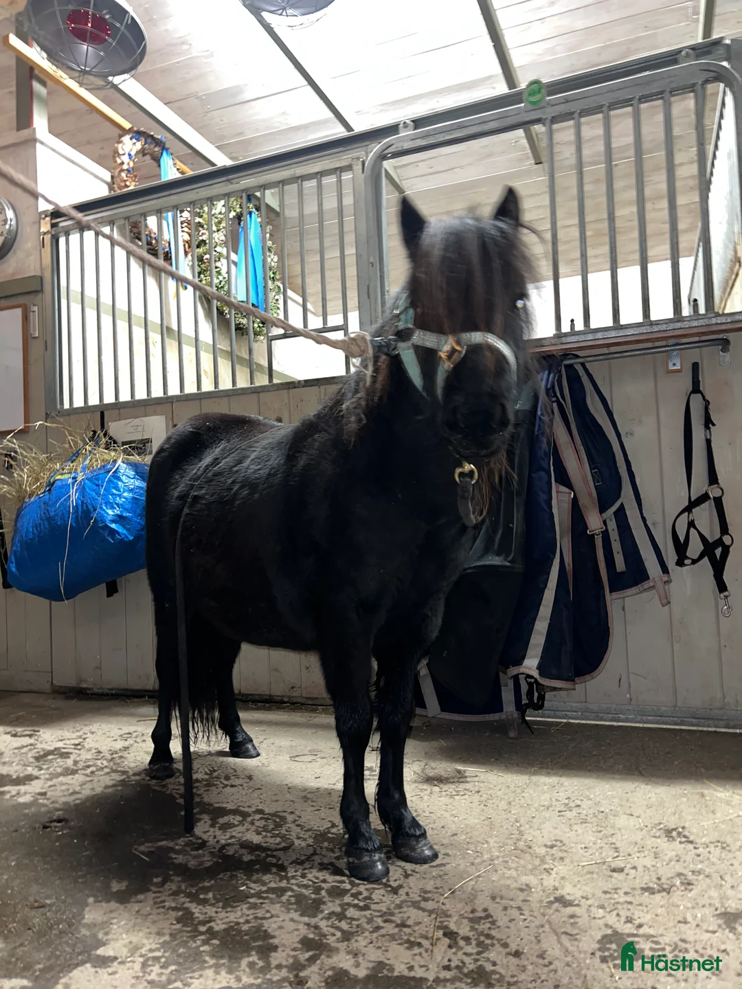 Trav hästar till salu: Fin tvååring till trav i Trångsviken - Annons 3