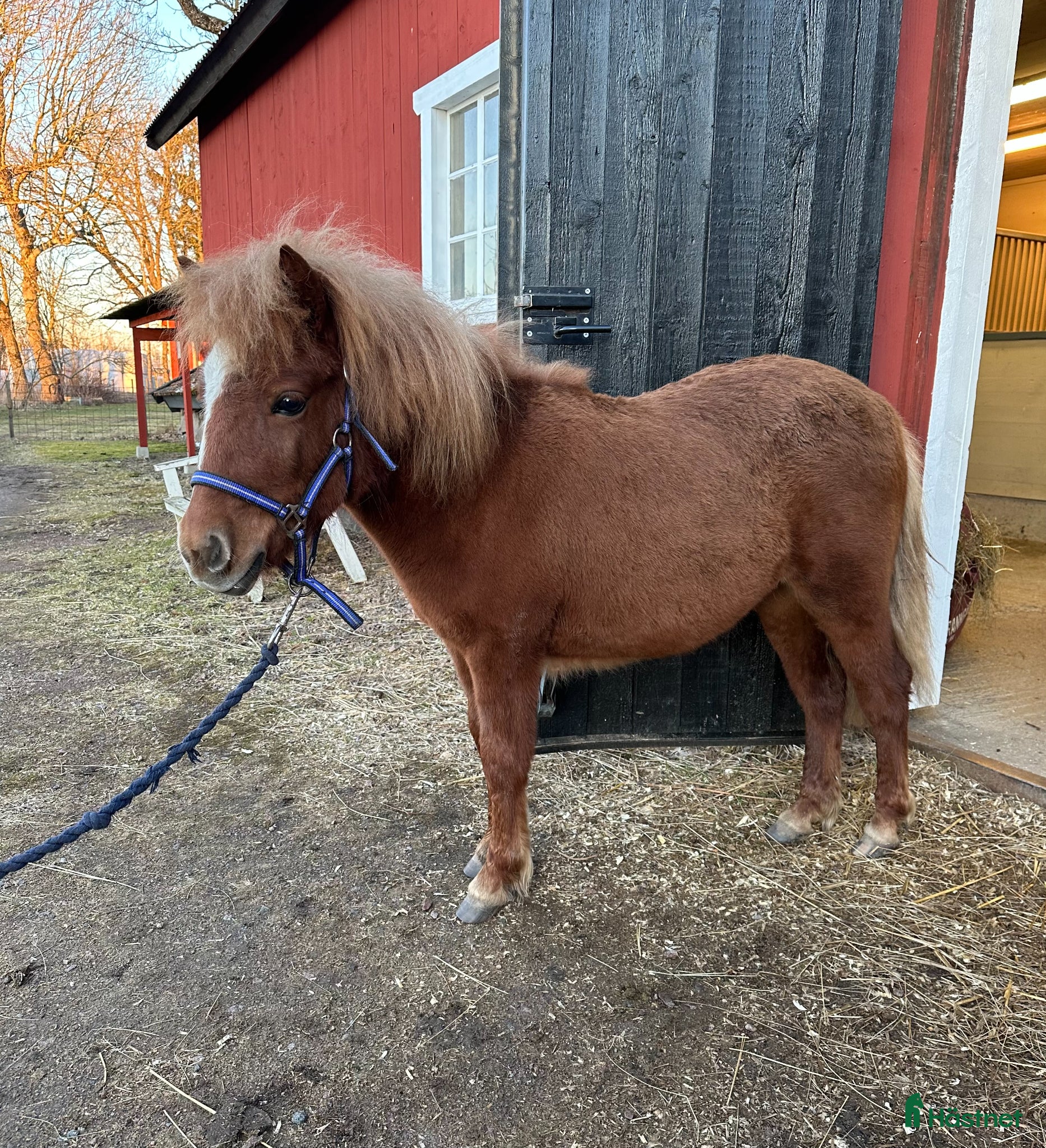  hästar Fearless Girl H - Annons 1