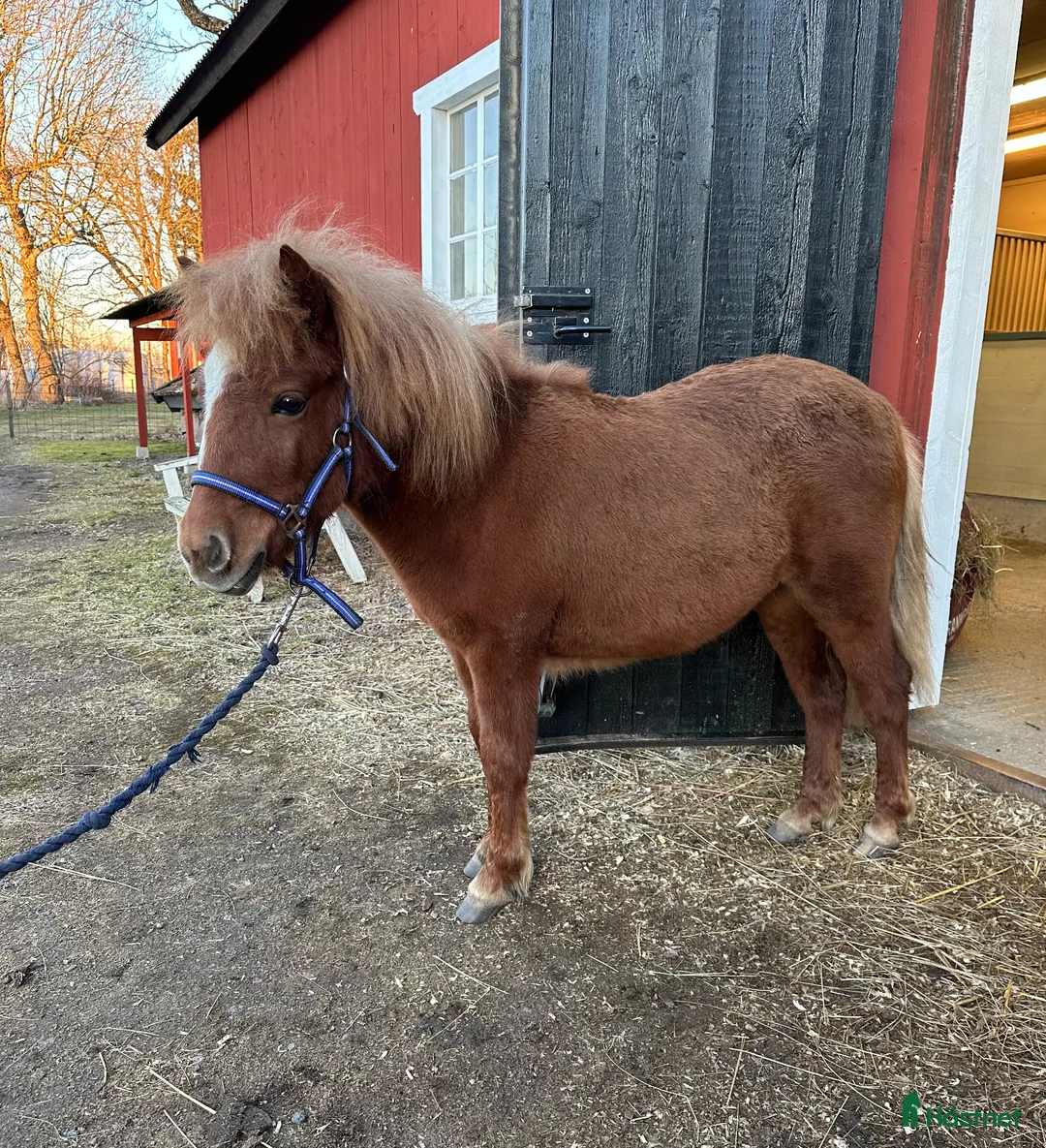 Trav hästar till salu: Fearless Girl H - Annons 1