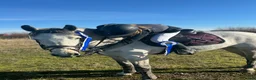 Hoppning hästar till salu: Vår bästa vän är till salu.  - Annons 5