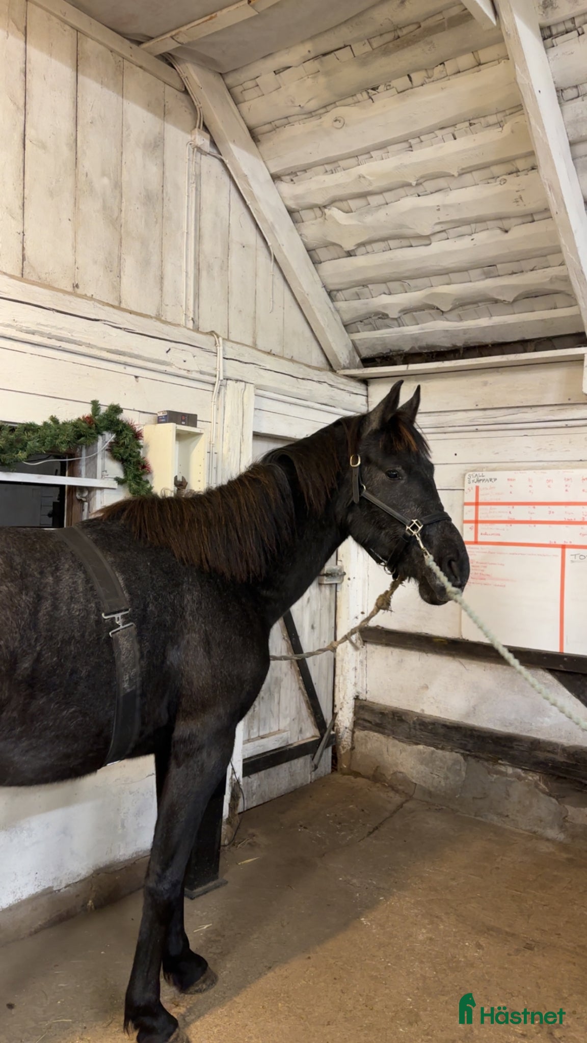  hästservice Inridning/utbildning - Annons 13