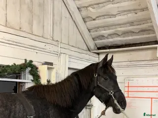 hästservice Inridning/utbildning - Annons 13