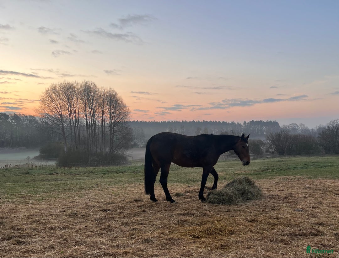 Allround hästar till salu: Fina Tilly. i Söderåkra - Annons 4