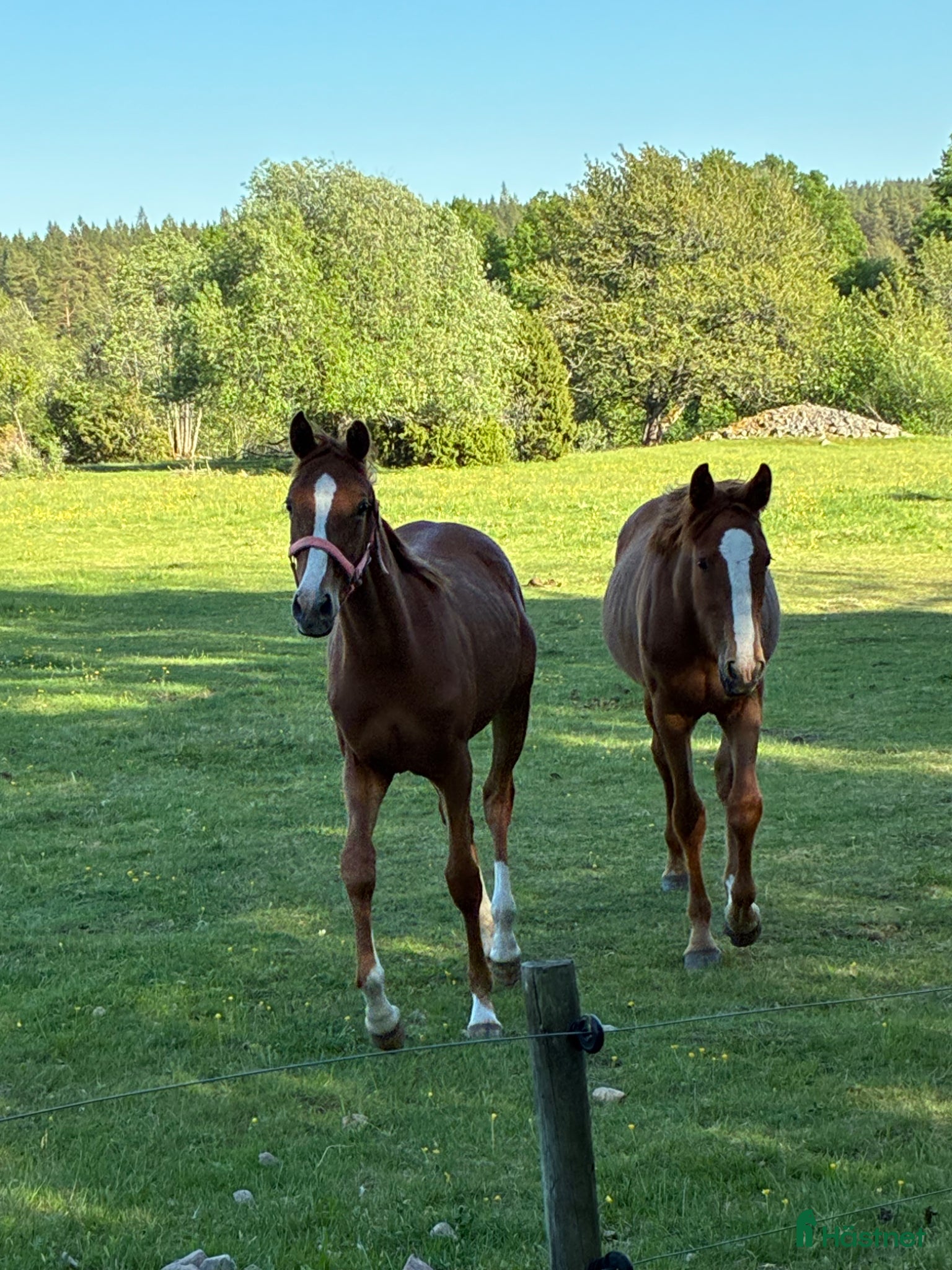  hästar Unikt 1års sto e. Madness(kannan-emerald)🤩 - Annons 5