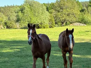 hästar Unikt 1års sto e. Madness(kannan-emerald)🤩 - Annons 6