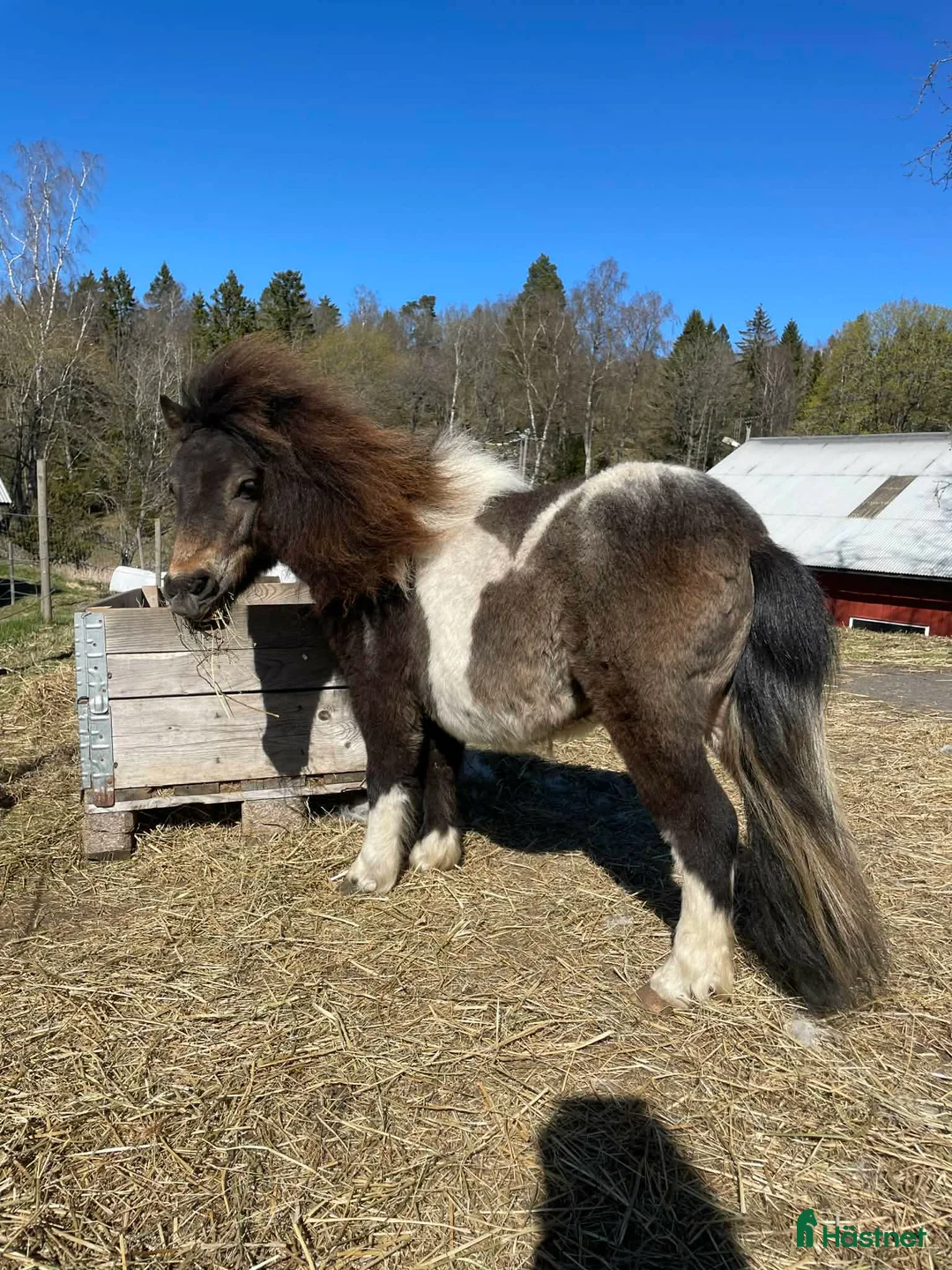 Övrigt hästar till salu: Lilleman söker nytt hem - Annons 1