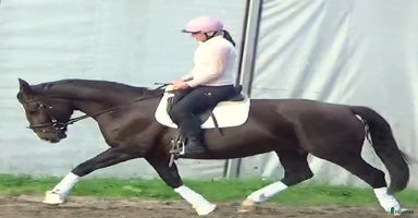  hästar i Örsundsbro - Annons 12