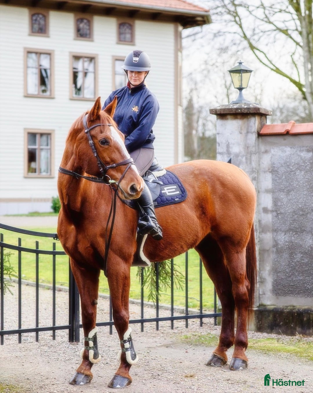 Allround hästar till salu: Sto med fin stam säljes till varaktigt hem! i Fritsla - Annons 3