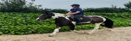 Allround hästar till salu: Coloured D pony - Annons 11