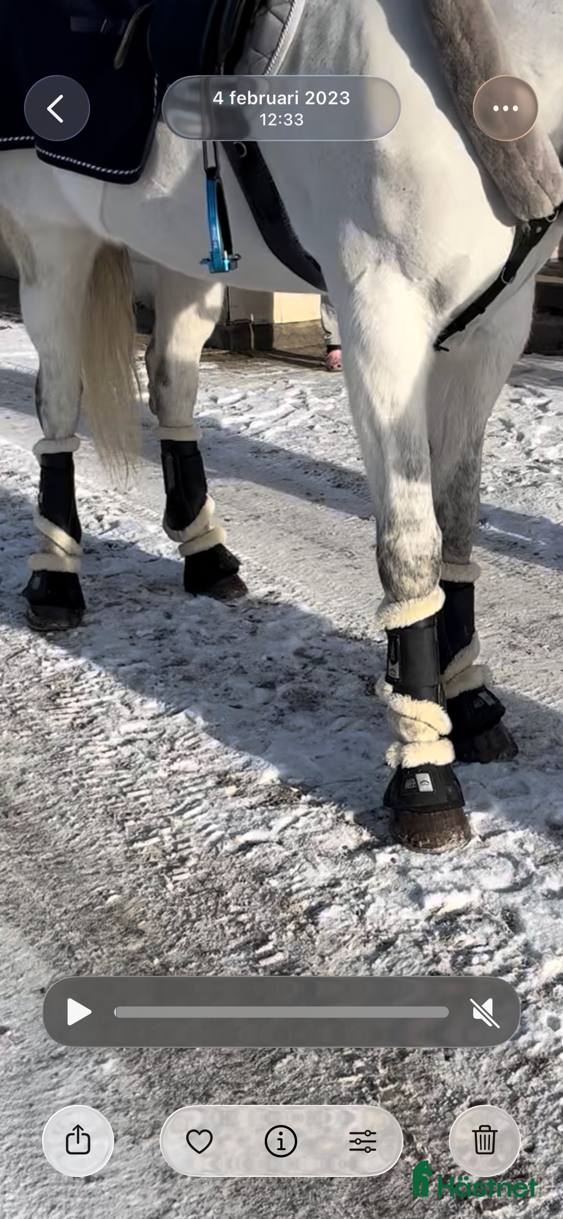 Benskydd hästutrustning Veredus STS TRC fram och bak - Annons 5