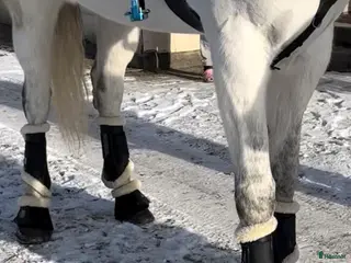 Benskydd hästutrustning Veredus STS TRC fram och bak - Annons 5