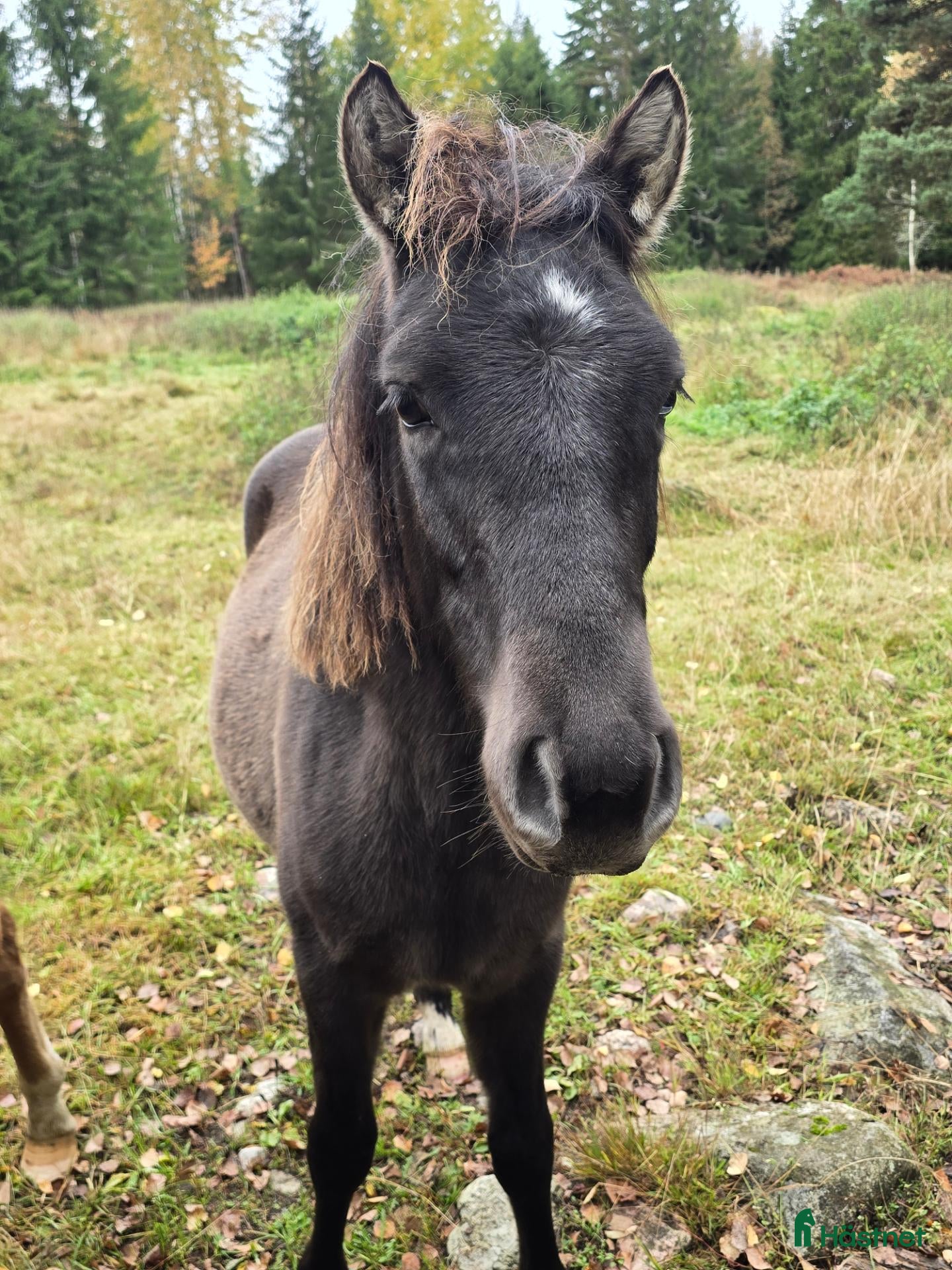  hästar Trevlig ettåring - Annons 16