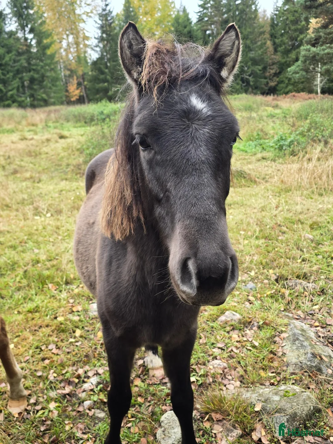 Allround hästar till salu: Trevlig ettåring - Annons 1