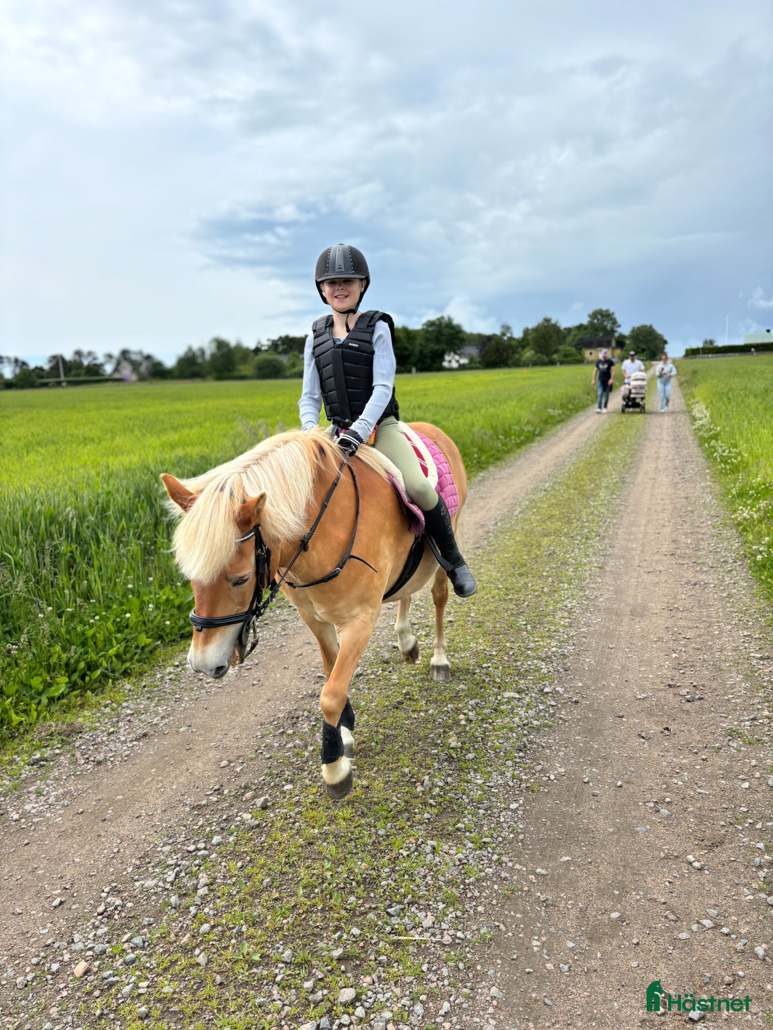  hästar Vackert Diplom sto - Annons 15