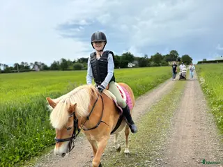 hästar Vackert Diplom sto - Annons 15