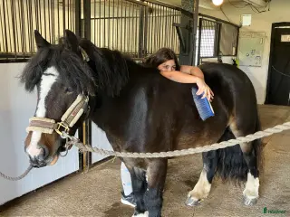 medryttarhäst finnes: Medryttare sökes till snäll maxad B-ponny i Lund - Annons 19