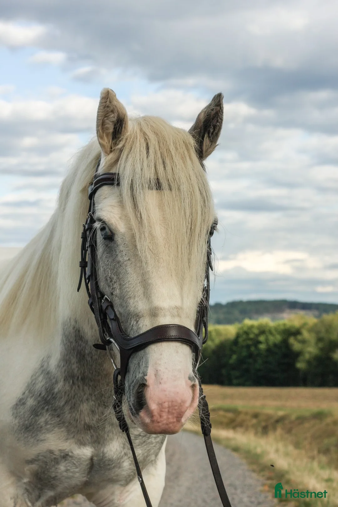 Allround hästar till salu: Framtidslöfte för familjen med tid i Borås - Annons 3