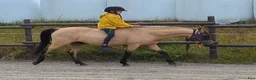 Allround hästar till salu: Snygg 3-årig Welsh Partbred! - Annons 4