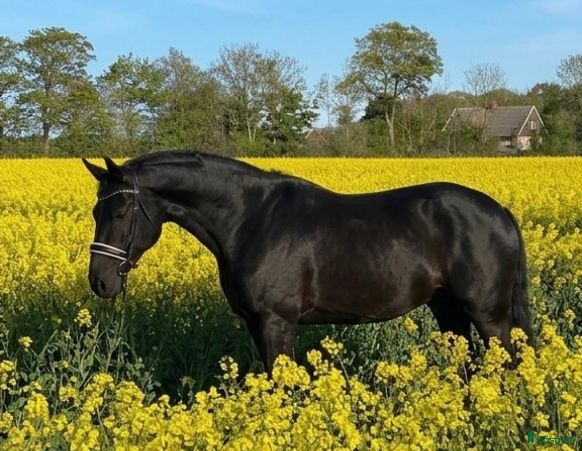 hästar Lyxig bästa kompis - Annons 1