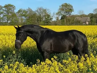 hästar Lyxig bästa kompis - Annons 1