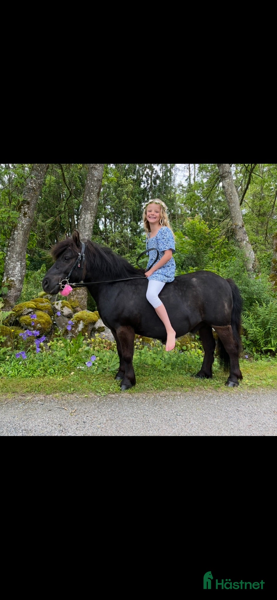  hästar En vän att lita på! - Annons 1