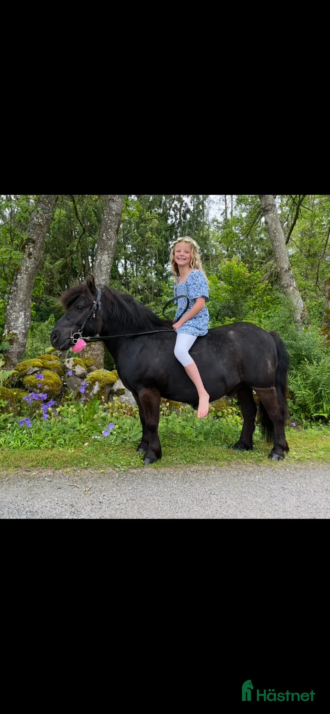 Allround hästar till salu: En vän att lita på! - Annons 1