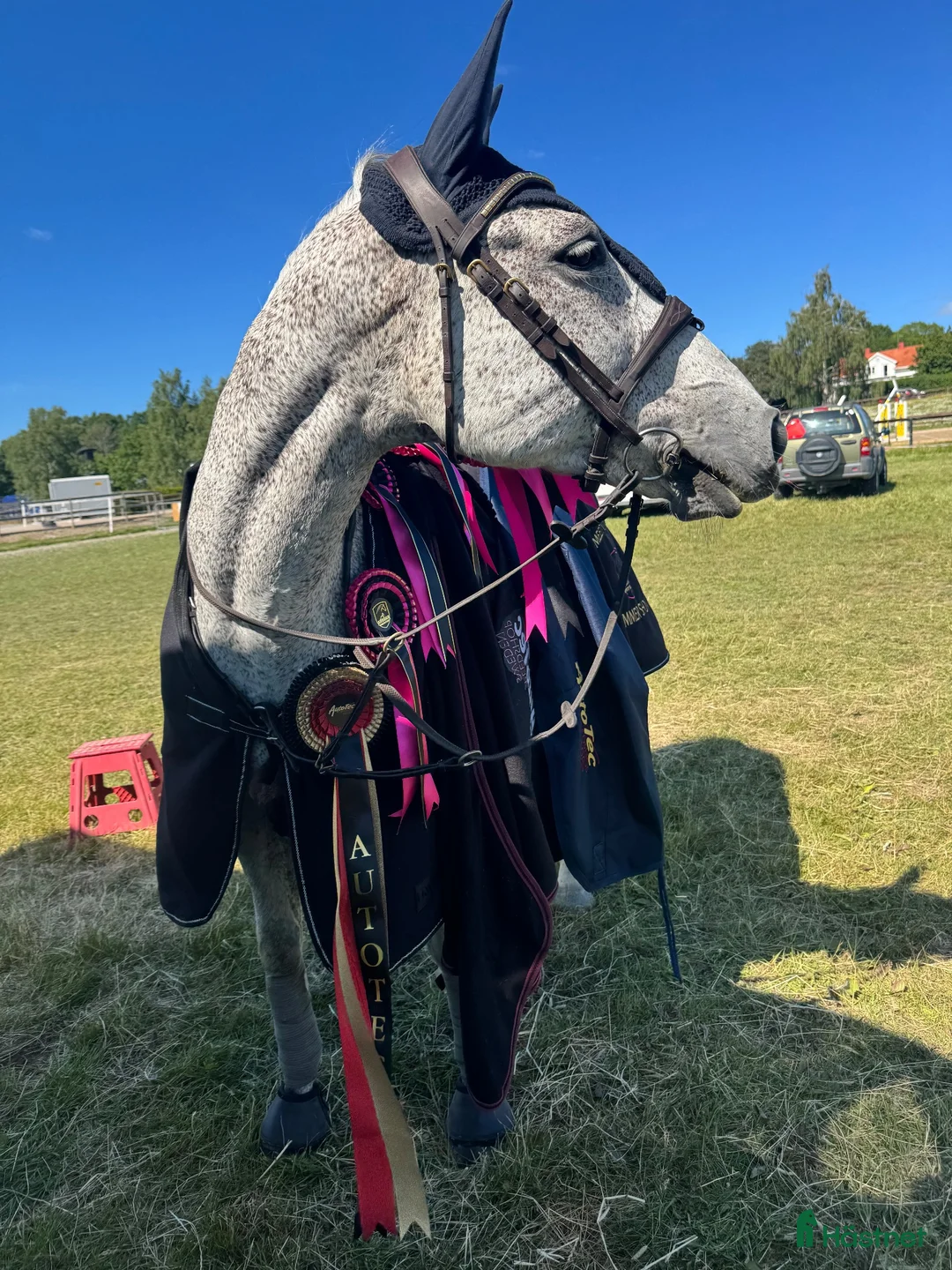 Hoppning hästar till salu: En på miljonen 💎  - Annons 2