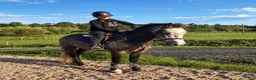 Allround hästar till salu: Irish riding ponies - Annons 1