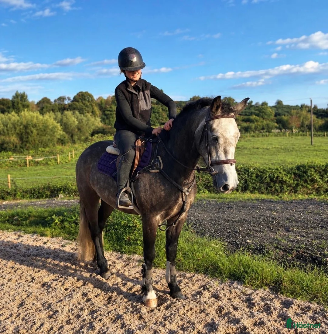 Allround hästar till salu: Irish riding ponies - Annons 1