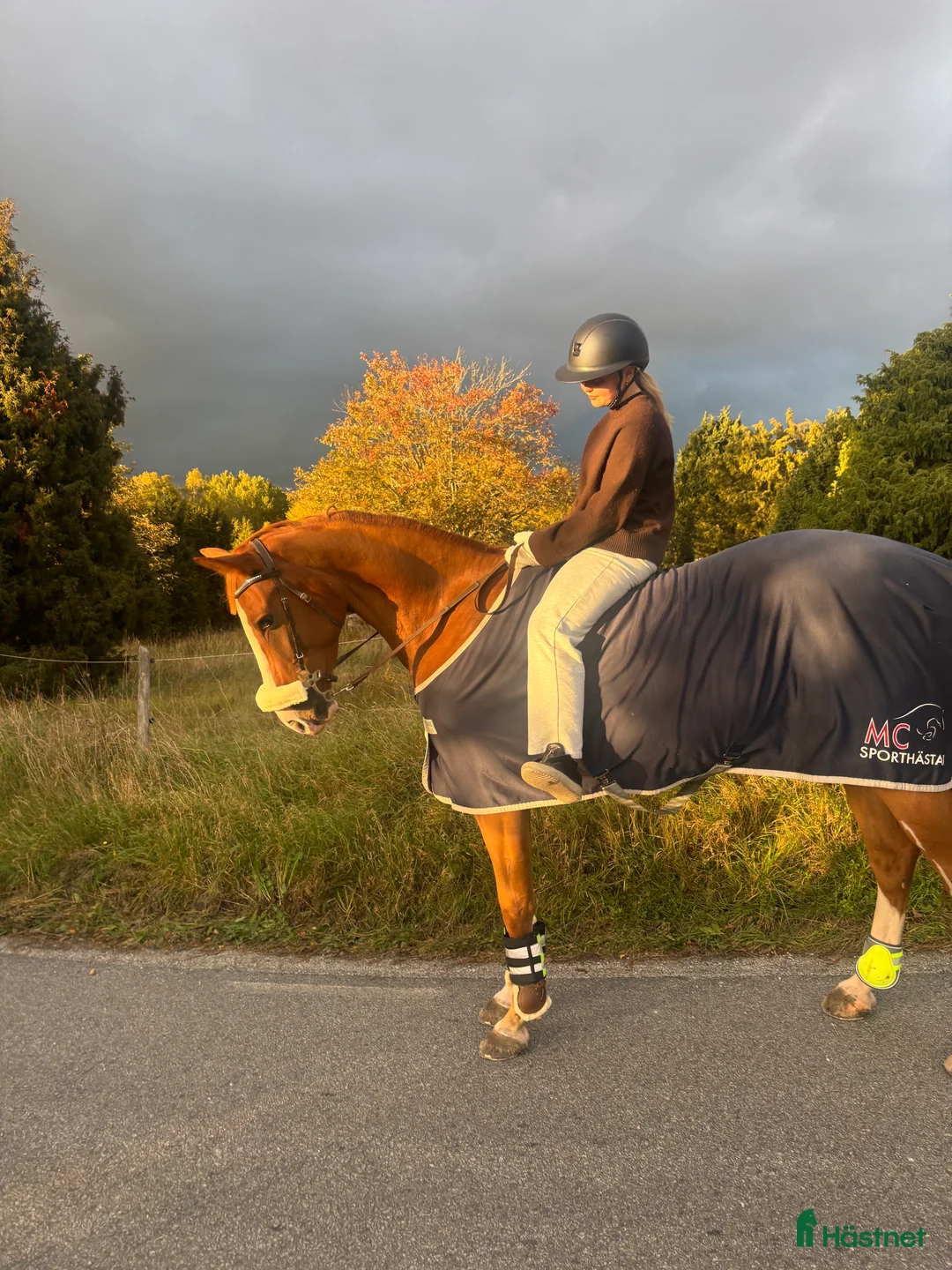 Hoppning hästar till salu: Fin valack med kapacitet  i Arlandastad - Annons 4