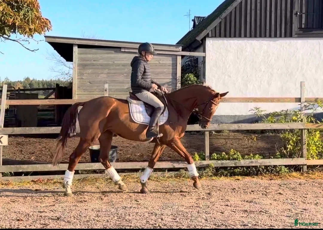 Allround hästar till salu: ⭐️VACKERT STO MED MYCKET POTENTIAL⭐️ - Annons 2