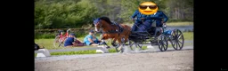 Körning hästar till salu: Karismatisk kör ponny  i Lycksele - Annons 4