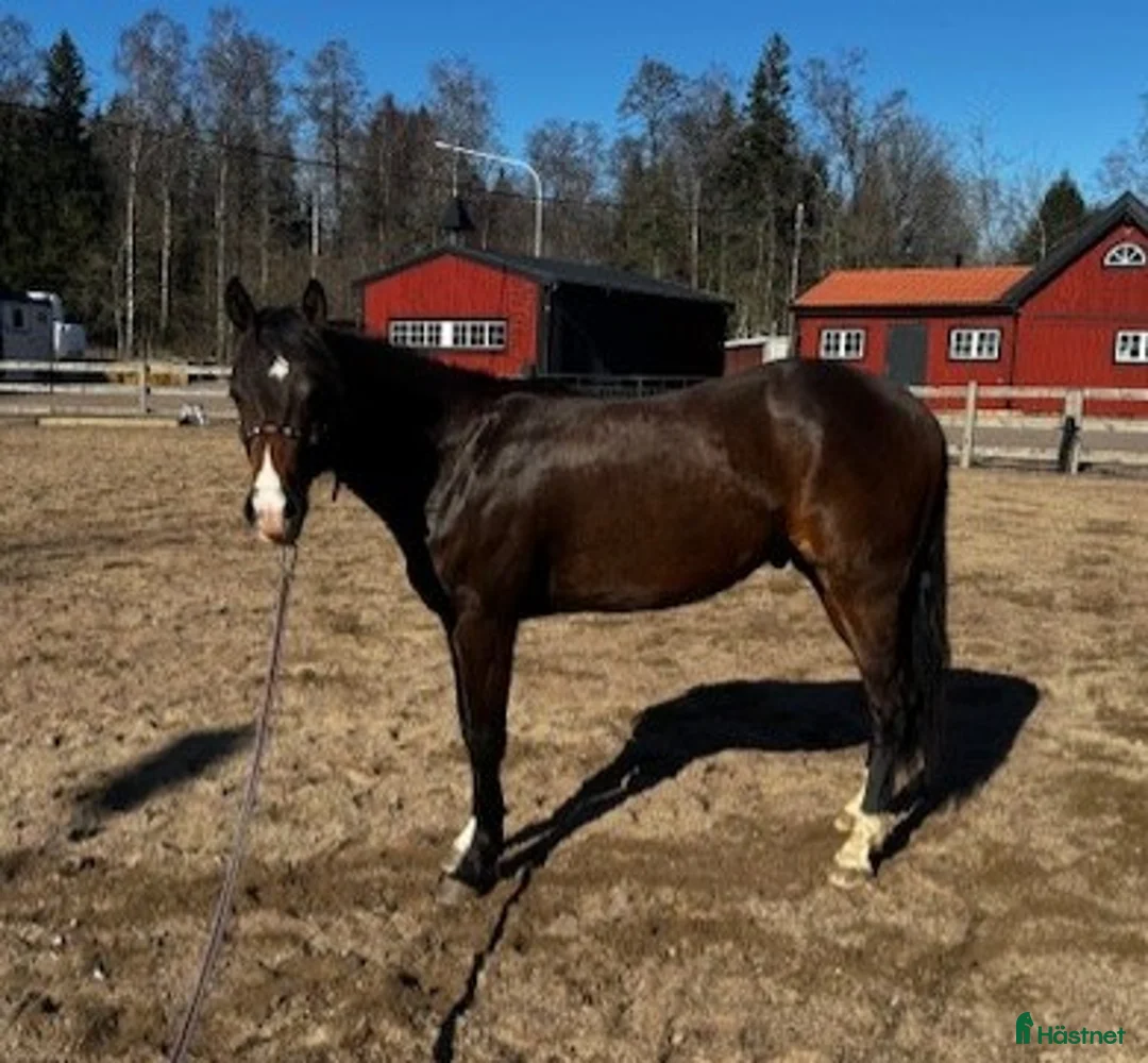 Western hästar till salu: Fin Quartervalack - Annons 2