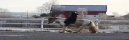 Allround hästar till salu: Gypsy Cob selges! - Annons 15