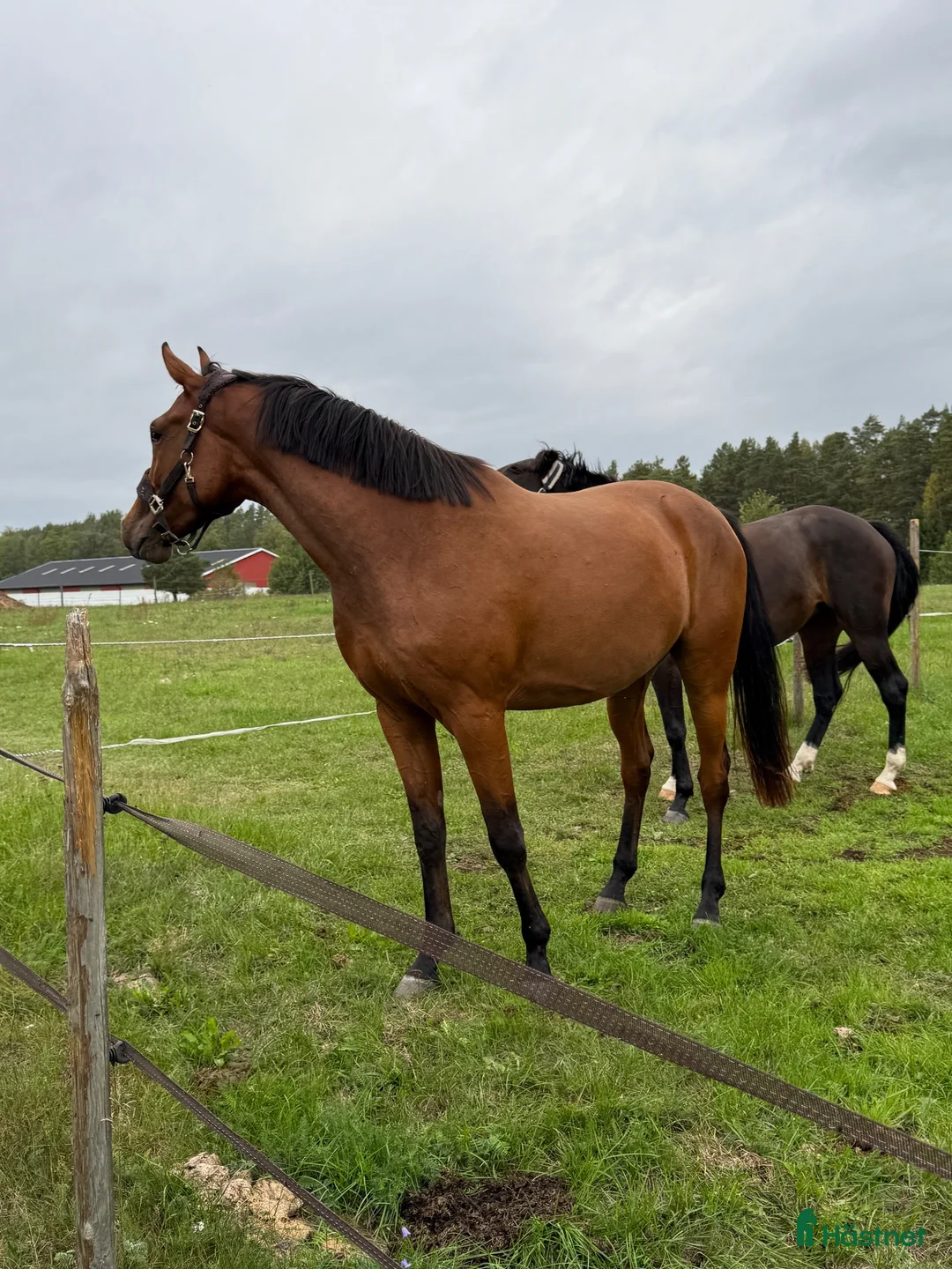 Hoppning hästar till salu: Unghäst för framtiden  i Kvillsfors - Annons 2