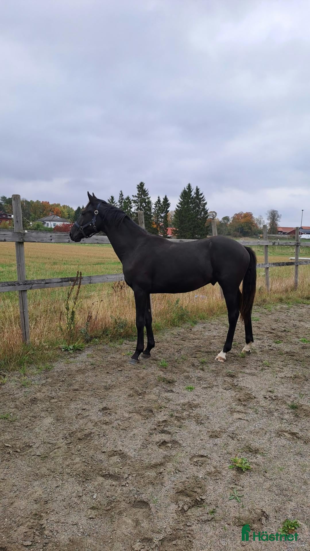  hästar Swb-hingst e: Racoon säljes förmånligt  - Annons 2