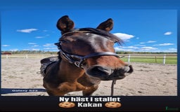 Avel hästar till salu: Sto för avel i Köping - Bild 3