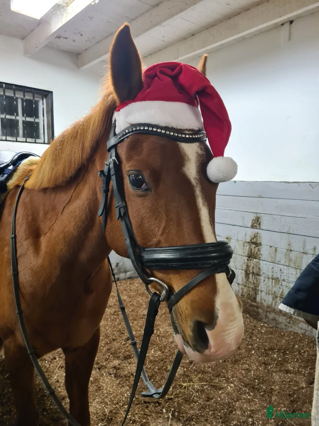 Allround hästar till salu: Bästa ponnyn Gunnar söker ny kompis i Vätö - Annons 4