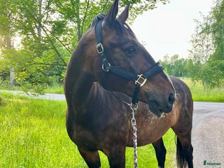 hästar Hobbyhäst och bästavän NY i Örsundsbro - Annons 16