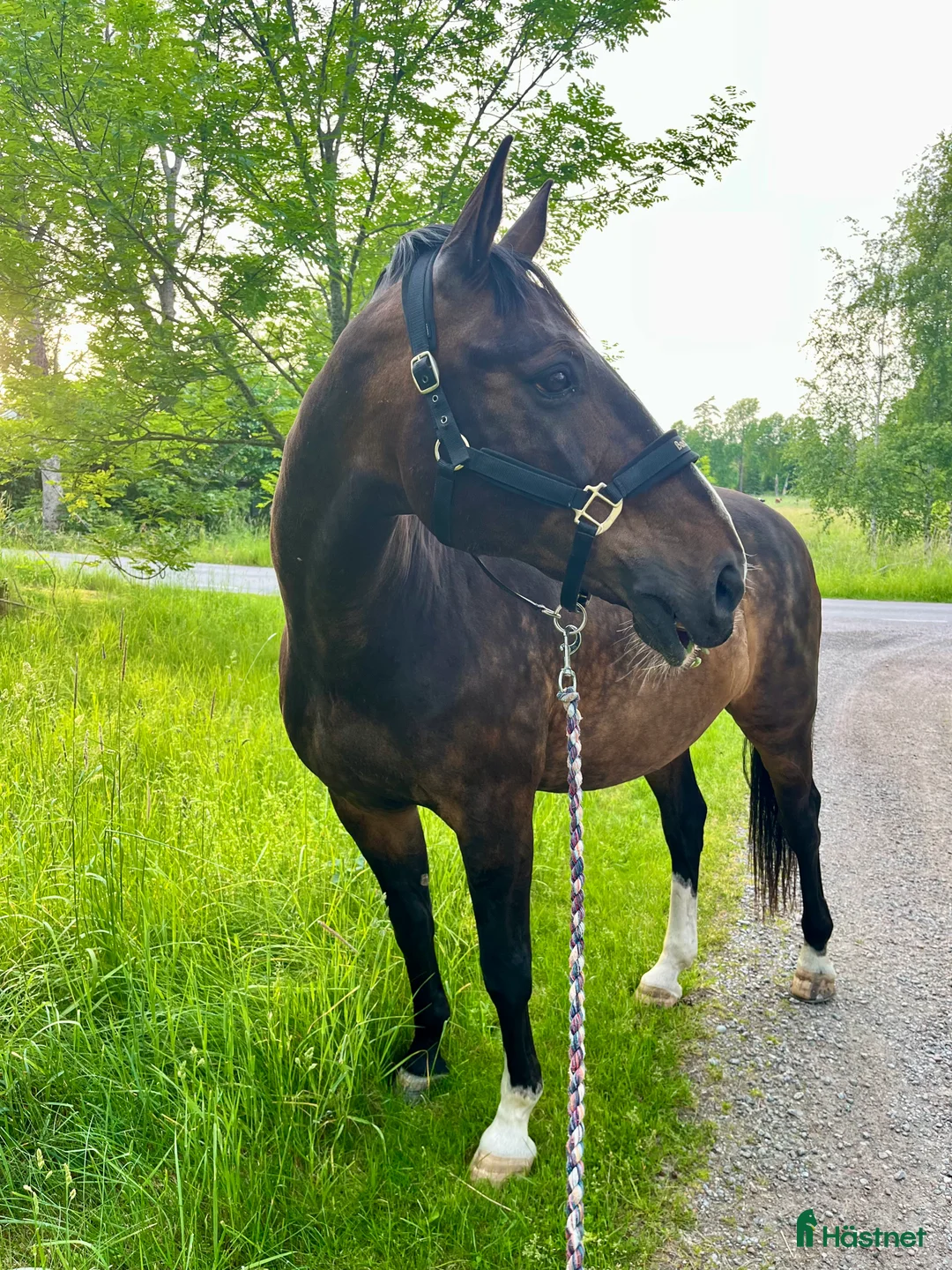Allround hästar till salu: Skogsmulle/hobby - Annons 3